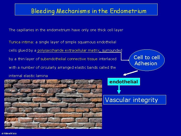 Bleeding Mechanisms in the Endometrium The capillaries in the endometrium have only one thick