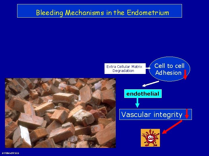 Bleeding Mechanisms in the Endometrium Extra Cellular Matrix Degradation Cell to cell Adhesion endothelial