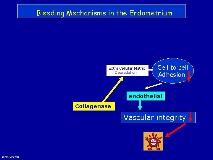 Bleeding Mechanisms in the Endometrium Extra Cellular Matrix Degradation Cell to cell Adhesion endothelial
