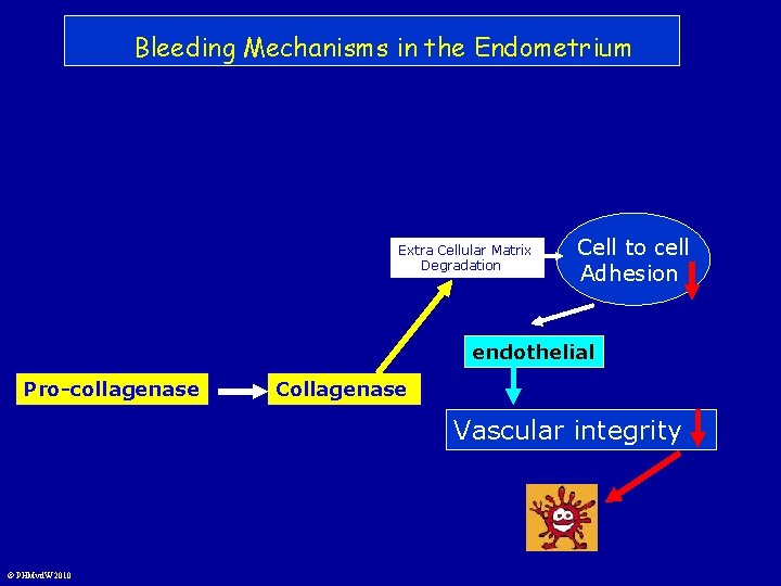 Bleeding Mechanisms in the Endometrium Extra Cellular Matrix Degradation Cell to cell Adhesion endothelial