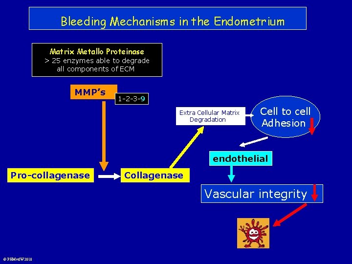 Bleeding Mechanisms in the Endometrium Matrix Metallo Proteinase > 25 enzymes able to degrade