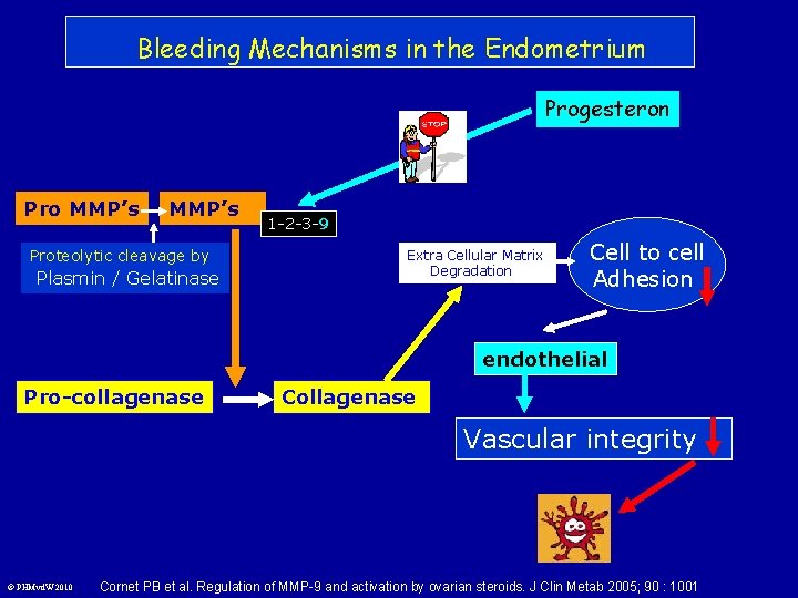 Bleeding Mechanisms in the Endometrium Progesteron Pro MMP’s Proteolytic cleavage by Plasmin / Gelatinase