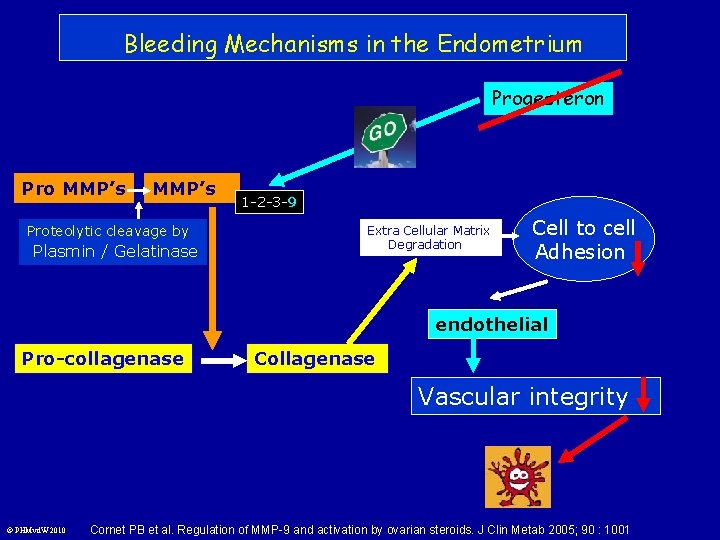 Bleeding Mechanisms in the Endometrium Progesteron Pro MMP’s Proteolytic cleavage by Plasmin / Gelatinase