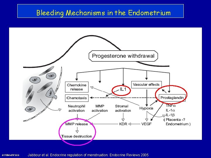 Bleeding Mechanisms in the Endometrium © PHMvd. W 2010 Jabbour et al. Endocrine regulation