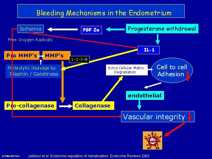 Bleeding Mechanisms in the Endometrium Ischemia Progesterone withdrawal PGF 2α Free Oxygen Radicals Pro