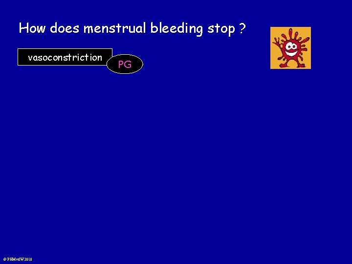 How does menstrual bleeding stop ? vasoconstriction © PHMvd. W 2010 PG 