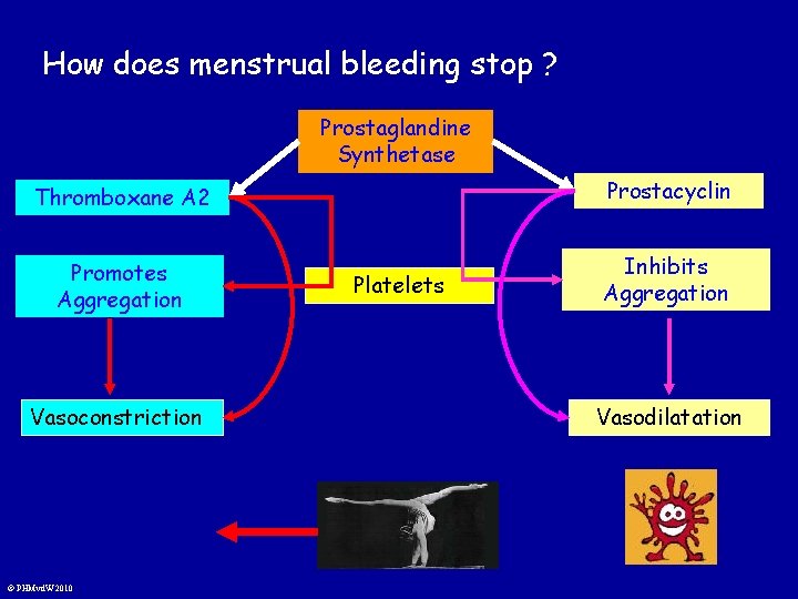 How does menstrual bleeding stop ? Prostaglandine Synthetase Thromboxane A 2 Prostacyclin Promotes Aggregation