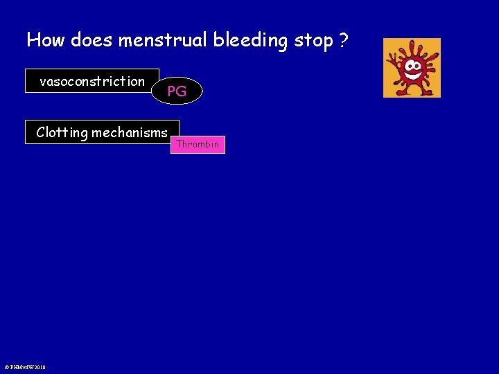 How does menstrual bleeding stop ? vasoconstriction PG Clotting mechanisms © PHMvd. W 2010