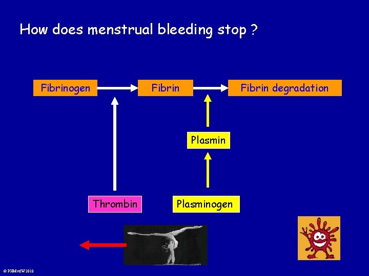 How does menstrual bleeding stop ? Fibrinogen Fibrin degradation Plasmin Thrombin © PHMvd. W