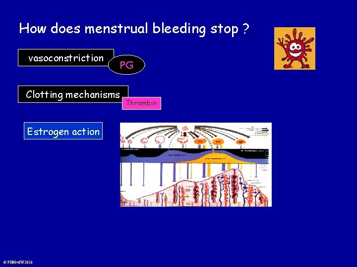 How does menstrual bleeding stop ? vasoconstriction PG Clotting mechanisms Estrogen action © PHMvd.