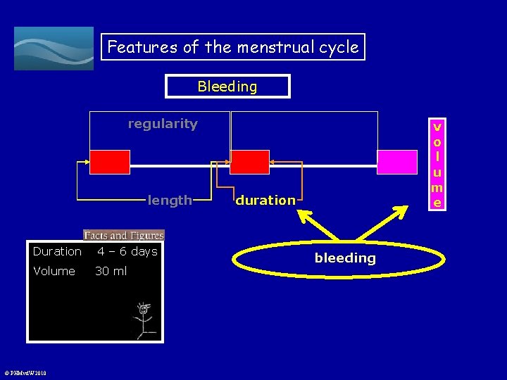 Features of the menstrual cycle Bleeding regularity length Duration 4 – 6 days Volume