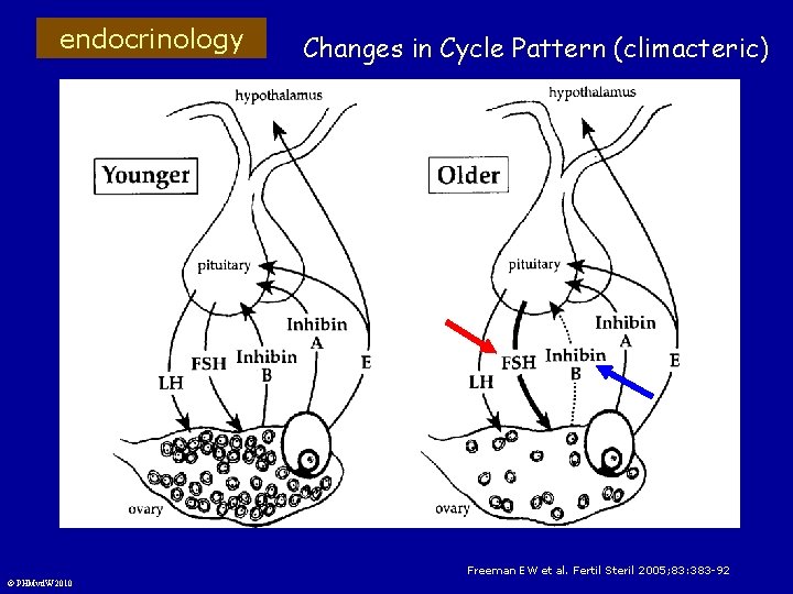 endocrinology Changes in Cycle Pattern (climacteric) Freeman EW et al. Fertil Steril 2005; 83: