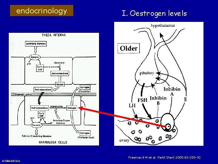 endocrinology I. Oestrogen levels Freeman EW et al. Fertil Steril 2005; 83: 383 -92