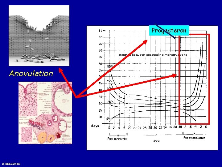 Progesteron Interval between succeeding menstruations Anovulation days age © PHMvd. W 2010 