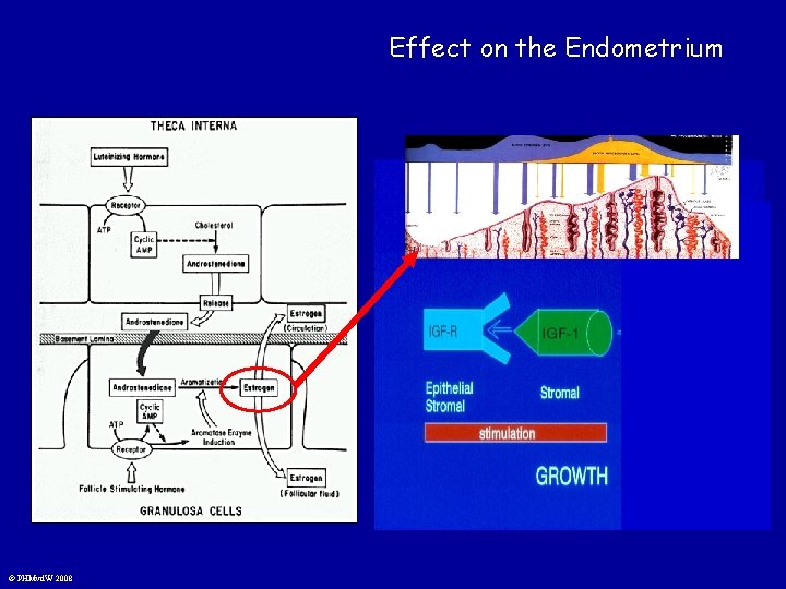Effect on the Endometrium © PHMvd. W 2008 