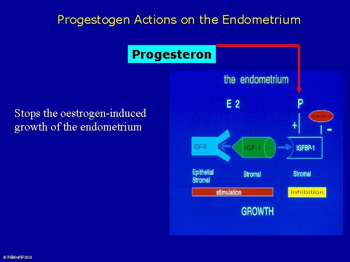 Progestogen Actions on the Endometrium Progesteron Stops the oestrogen-induced growth of the endometrium ©