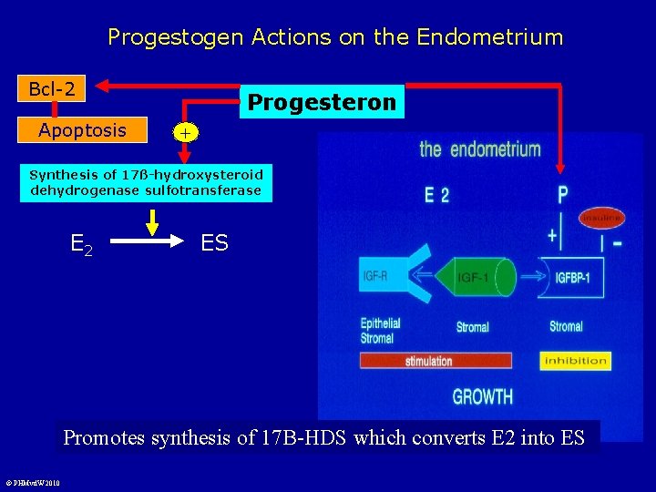 Progestogen Actions on the Endometrium Bcl-2 Apoptosis Progesteron + Synthesis of 17ß-hydroxysteroid dehydrogenase sulfotransferase