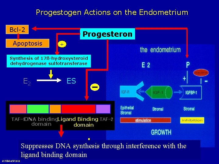 Progestogen Actions on the Endometrium Bcl-2 Apoptosis Progesteron + Synthesis of 17ß-hydroxysteroid dehydrogenase sulfotransferase