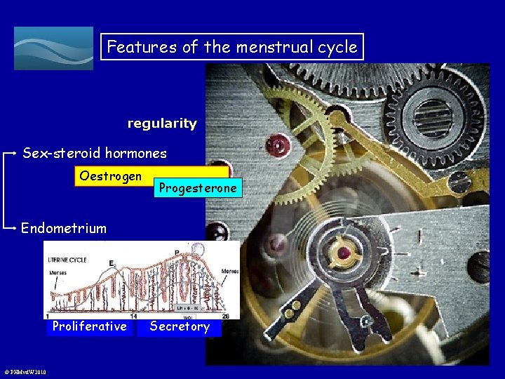 Features of the menstrual cycle regularity Sex-steroid hormones Oestrogen Progesterone Endometrium Proliferative © PHMvd.