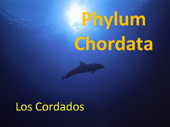 Phylum Chordata Los Cordados 