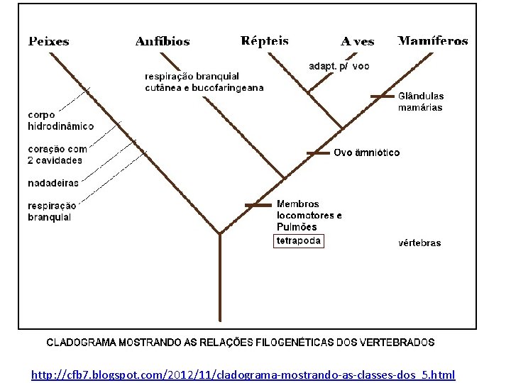 http: //cfb 7. blogspot. com/2012/11/cladograma-mostrando-as-classes-dos_5. html 