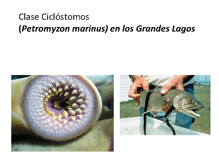 Clase Ciclóstomos (Petromyzon marinus) en los Grandes Lagos 