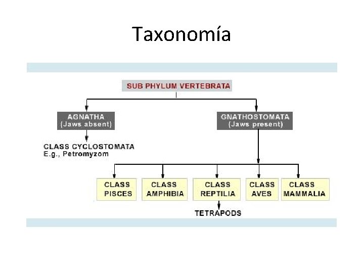 Taxonomía 