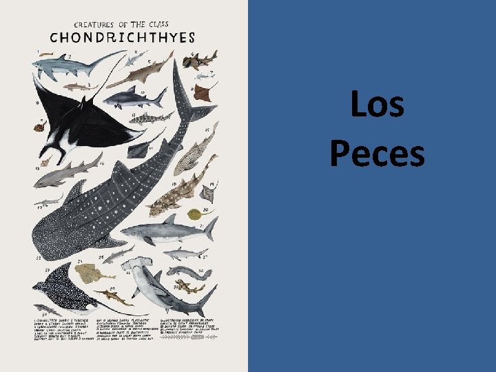 Los Peces 