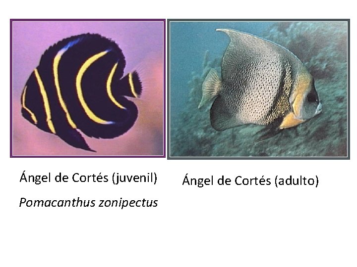 Ángel de Cortés (juvenil) Pomacanthus zonipectus Ángel de Cortés (adulto) 