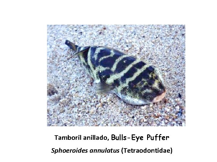 Tamboril anillado, Bulls-Eye Puffer Sphoeroides annulatus (Tetraodontidae) 