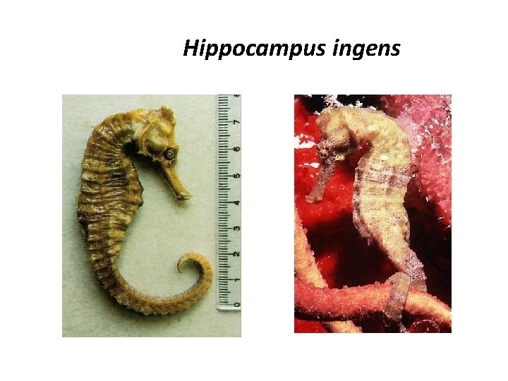 Hippocampus ingens 