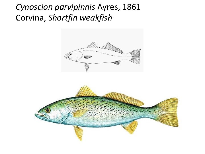 Cynoscion parvipinnis Ayres, 1861 Corvina, Shortfin weakfish 