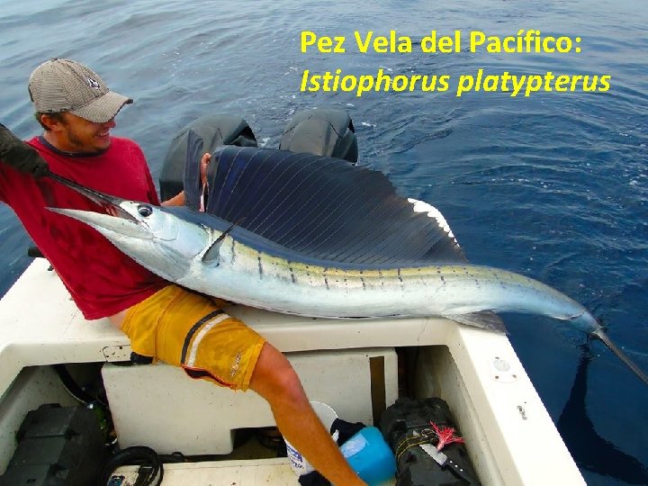 Pez Vela del Pacífico: Istiophorus platypterus 