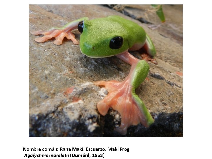 Nombre común: Rana Maki, Escuerzo, Maki Frog Agalychnis moreletii (Duméril, 1853) 