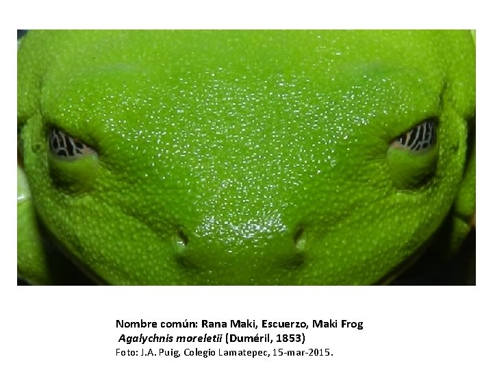 Nombre común: Rana Maki, Escuerzo, Maki Frog Agalychnis moreletii (Duméril, 1853) Foto: J. A.