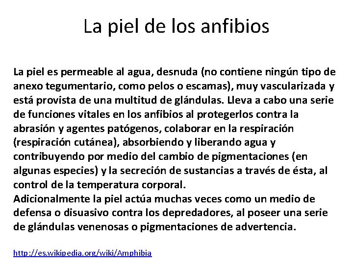 La piel de los anfibios La piel es permeable al agua, desnuda (no contiene