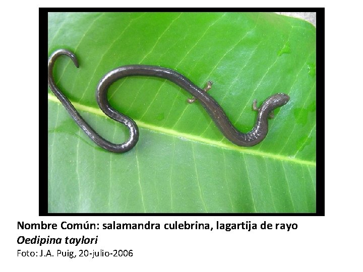 Nombre Común: salamandra culebrina, lagartija de rayo Oedipina taylori Foto: J. A. Puig, 20