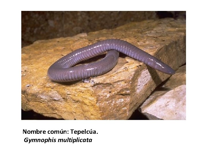 Nombre común: Tepelcúa. Gymnophis multiplicata 