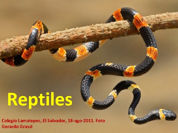 Reptiles Colegio Lamatepec, El Salvador, 18 -ago-2011. Foto Gerardo Grassl 