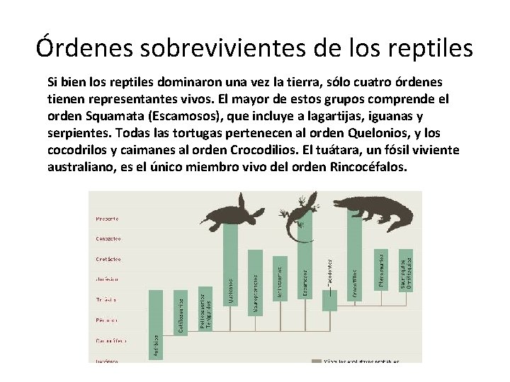 Órdenes sobrevivientes de los reptiles Si bien los reptiles dominaron una vez la tierra,