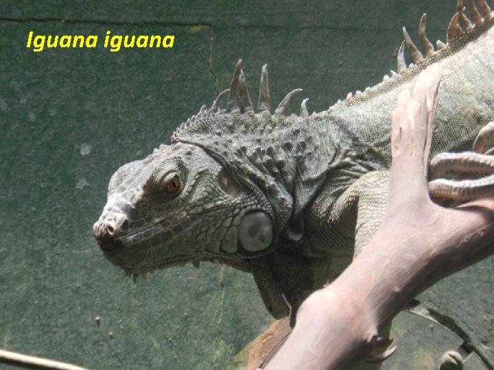 Iguana iguana 