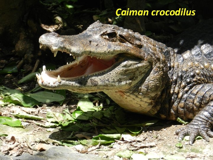 Caiman crocodilus 