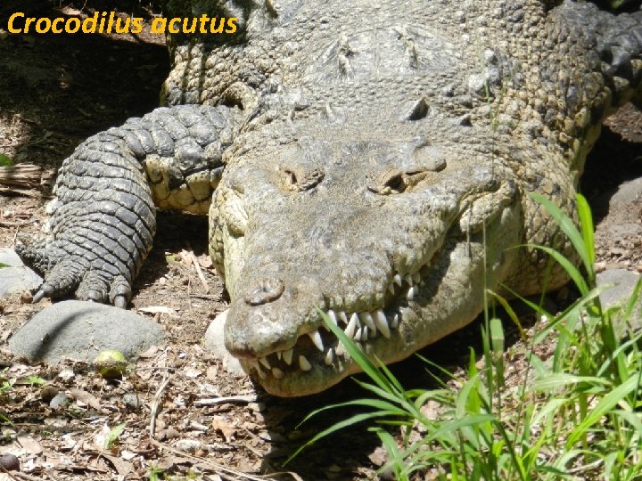 Crocodilus acutus 