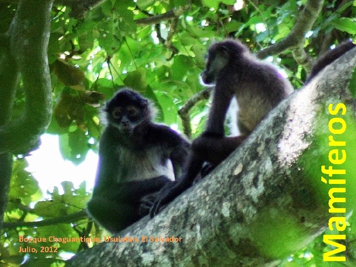 Mamíferos Bosque Chaguantique, Usulután, El Salvador Julio, 2012 