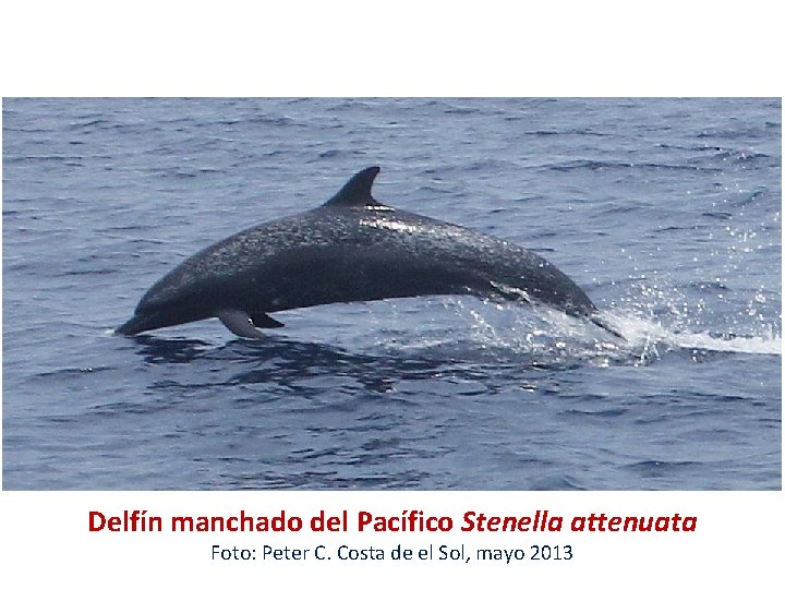 Delfín manchado del Pacífico Stenella attenuata Foto: Peter C. Costa de el Sol, mayo