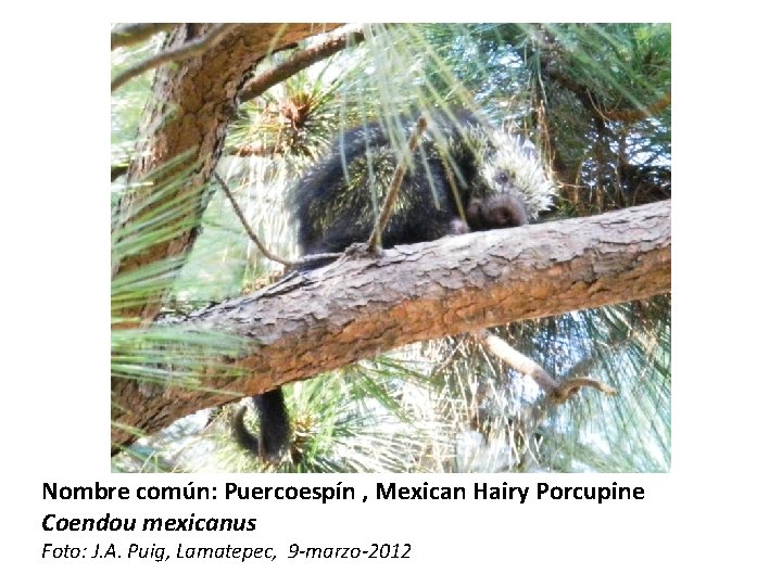 Nombre común: Puercoespín , Mexican Hairy Porcupine Coendou mexicanus Foto: J. A. Puig, Lamatepec,