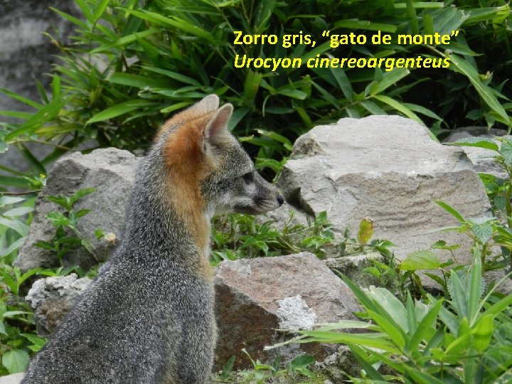 Zorro gris, “gato de monte” Urocyon cinereoargenteus 