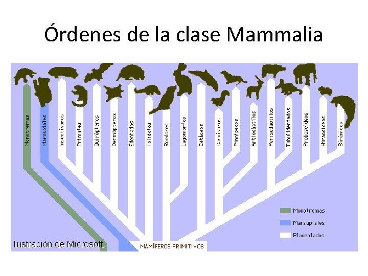 Órdenes de la clase Mammalia 