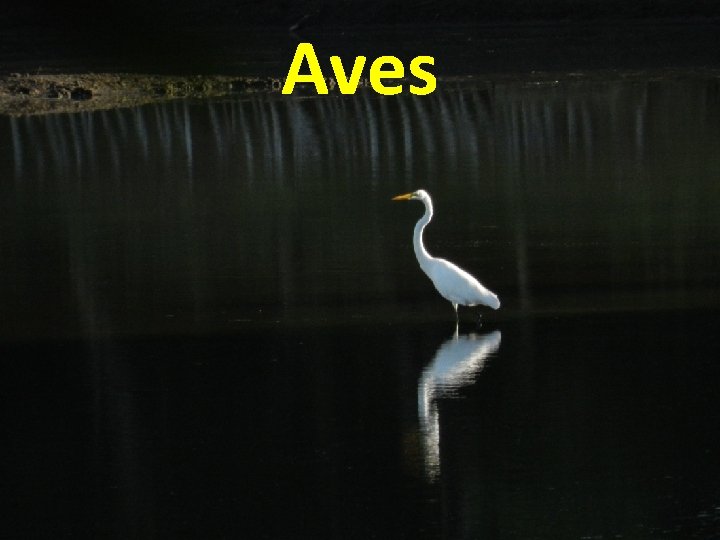 Aves 