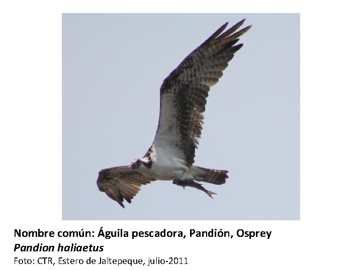 Nombre común: Águila pescadora, Pandión, Osprey Pandion haliaetus Foto: CTR, Estero de Jaltepeque, julio-2011